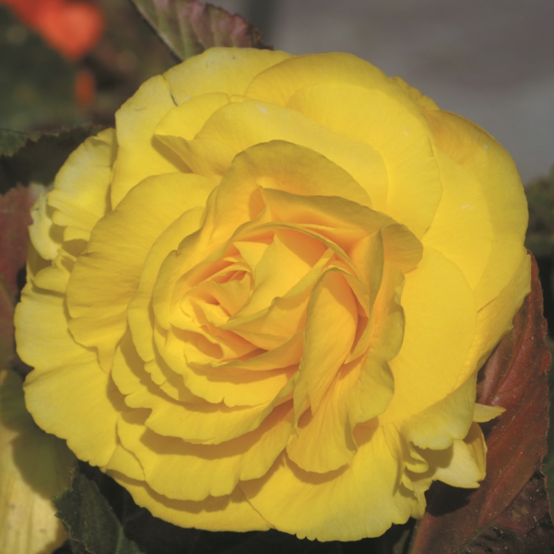 Begonia-dubbel-geel Begonia double yellow
