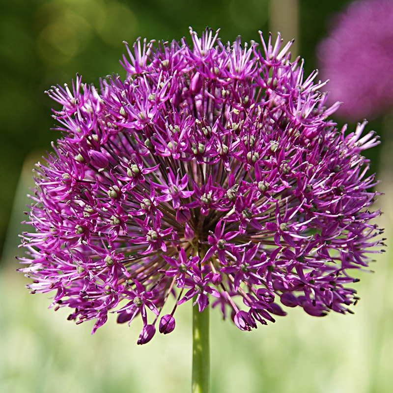 grootverpakking-allium-purple-sensation