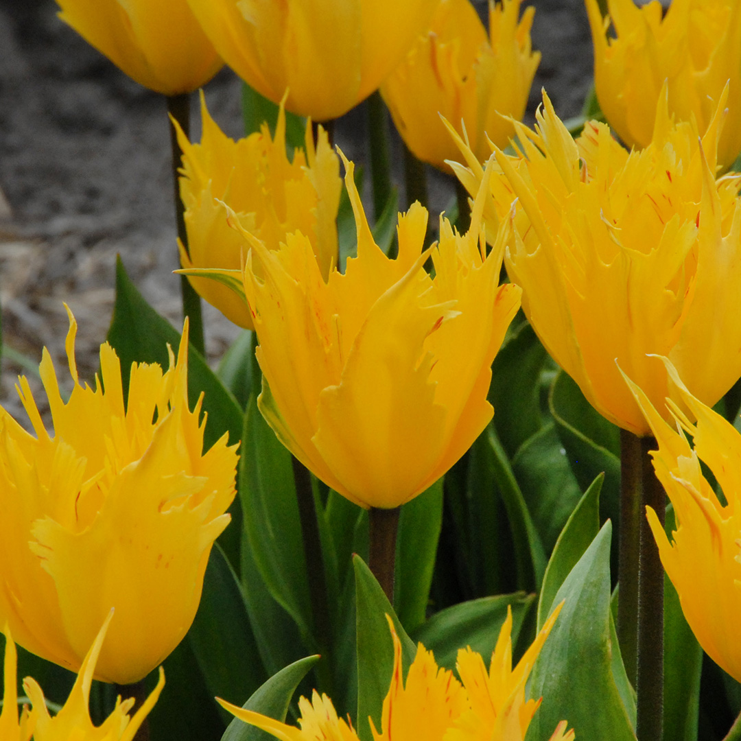 Tulip Golden Leo