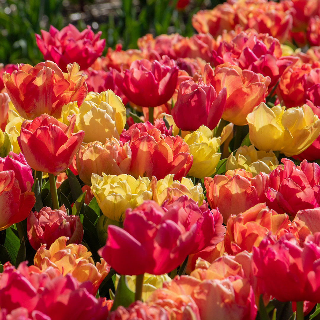 Tulip Mix Symbiose
