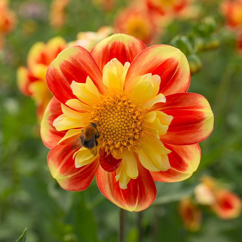 10288-Dahlia-Pooh-Swan-Island