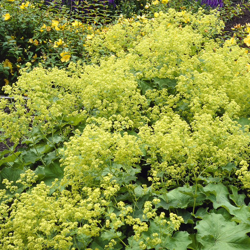 alchemilla-mollis-2