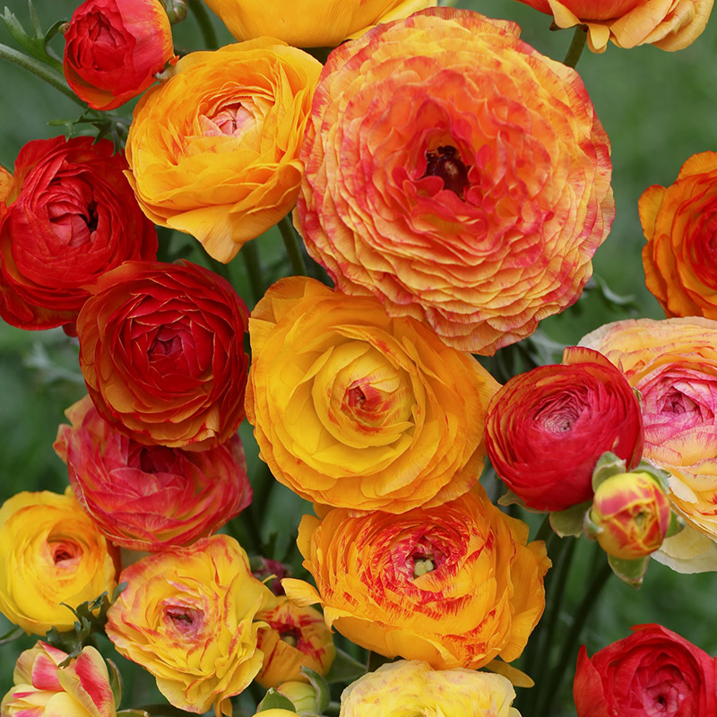88040-Ranunculus-picotee-Orange Ranunculus picotee Orange
