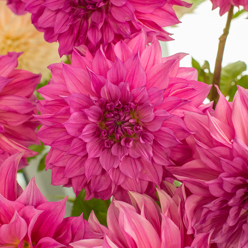 10033-Dahlia-Caf-au-Lait-Rose-02