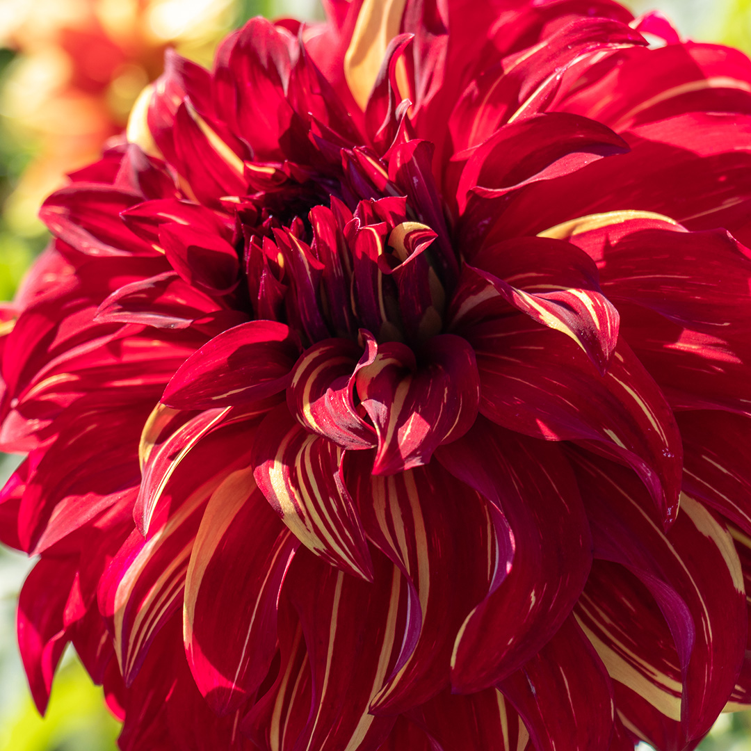 Dahlia-Bohemian-Spartacus-03