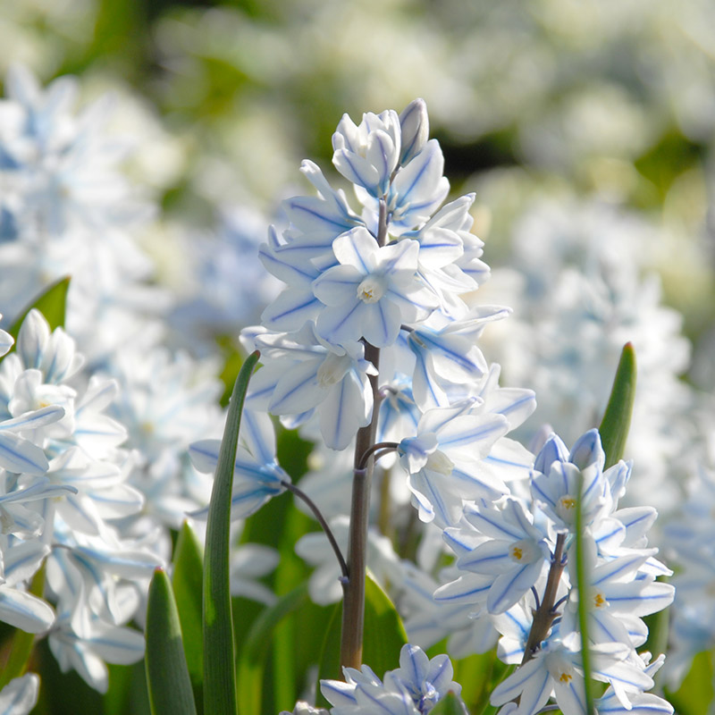 5512-Puschkinia-libanotica Puschkinia Libanotica