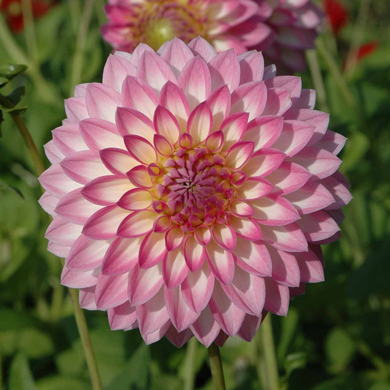 Dahlia-arbatax-01 Dahlia Arbatax