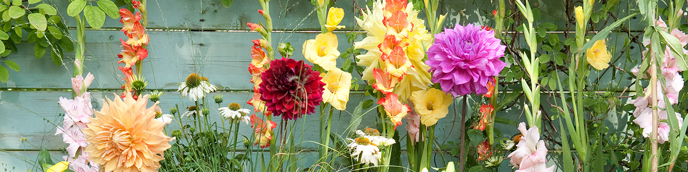 Do You Want a Garden Full of Flowers from July to October?