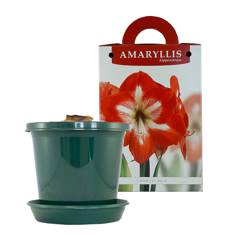 Amaryllis Minerva in pot and in gift box