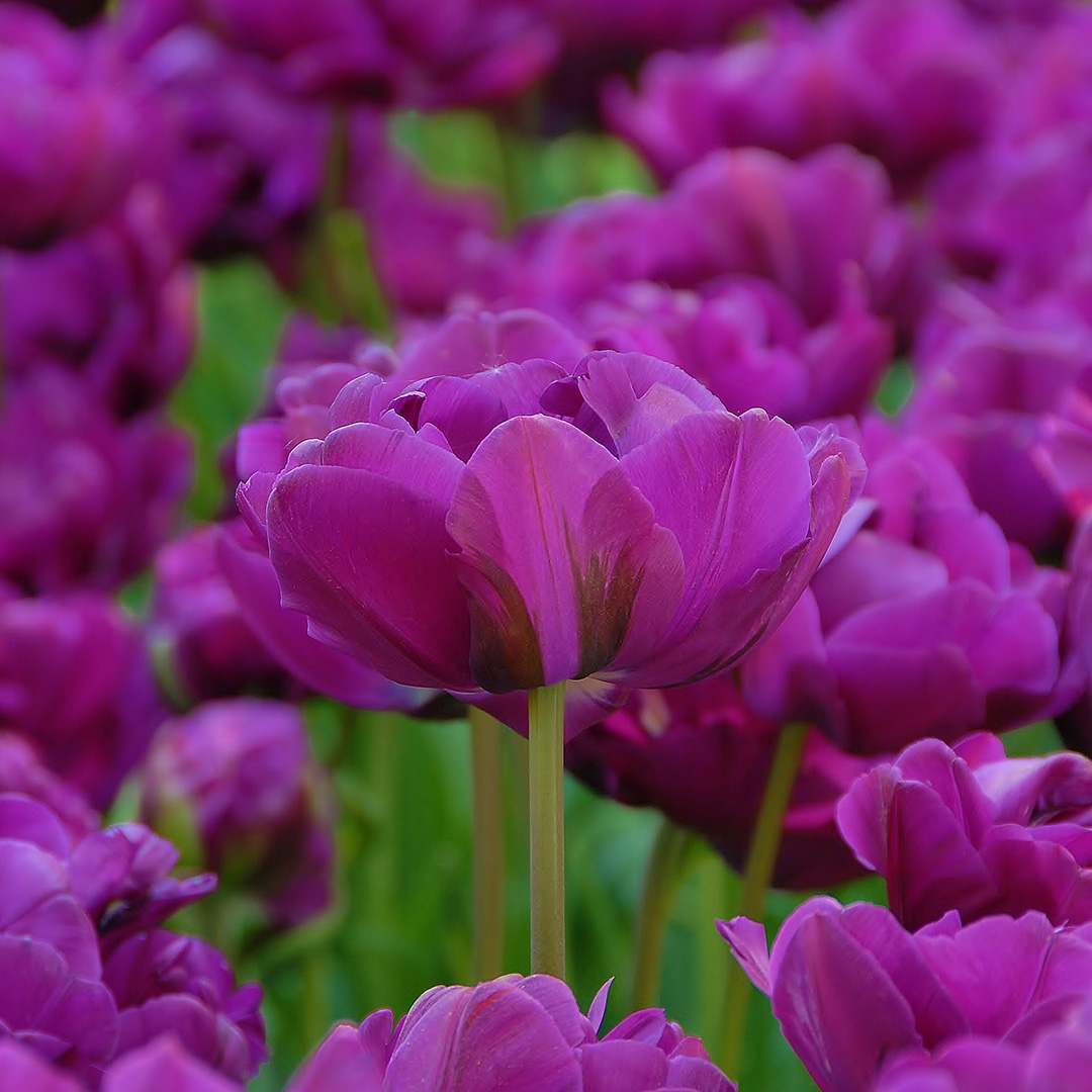 Tulip Negrita Double
