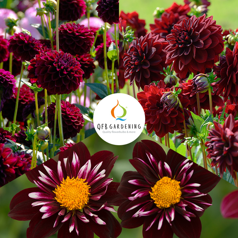 4401000-Dahlia-mix-Summer-Nights-logo