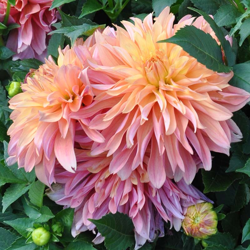 Garden State Bulb Summer Blooming Dahlia Bulbs - Blue Boy, 2