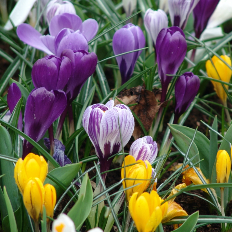 Crocus vernus mix