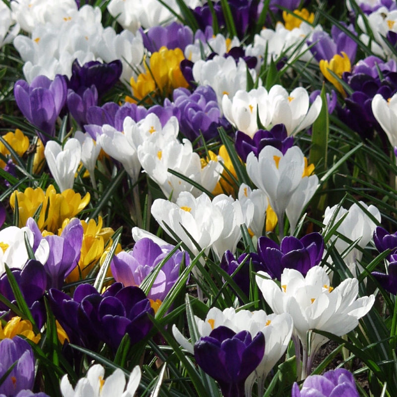 4010 Crocus chrysanthus mix