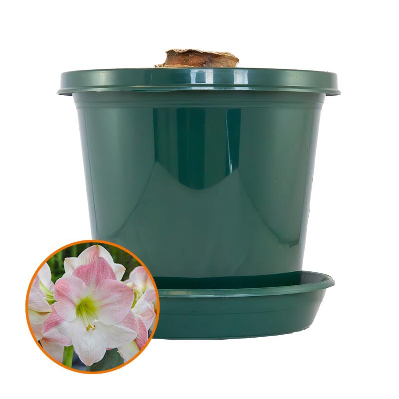 Amaryllis Apple Blossom in pot and in gift box