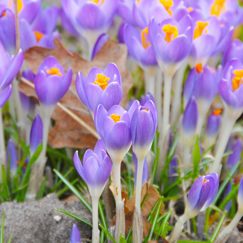 4070-Crocus-tomm-Barrs-Purple Crocus tomm. Barr's Purple