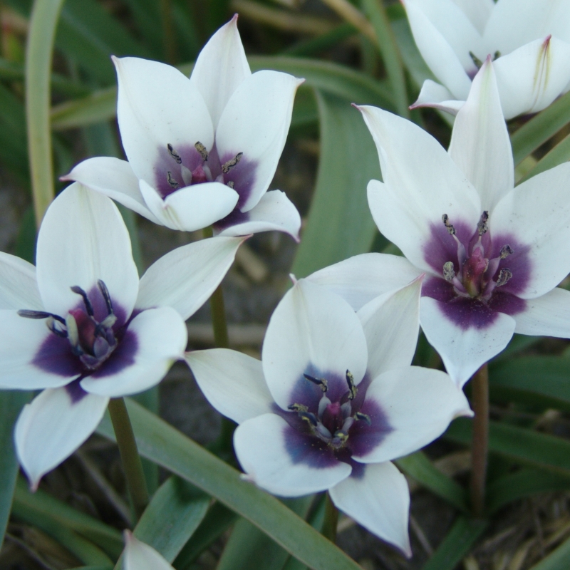 Tulip humilis Alba Coerulea Oculata