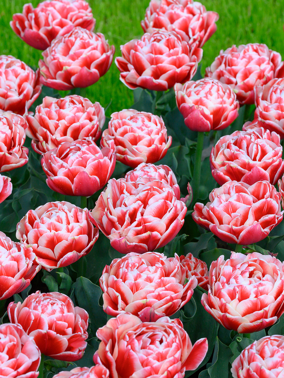 Tulipa-Everton Tulip Everton