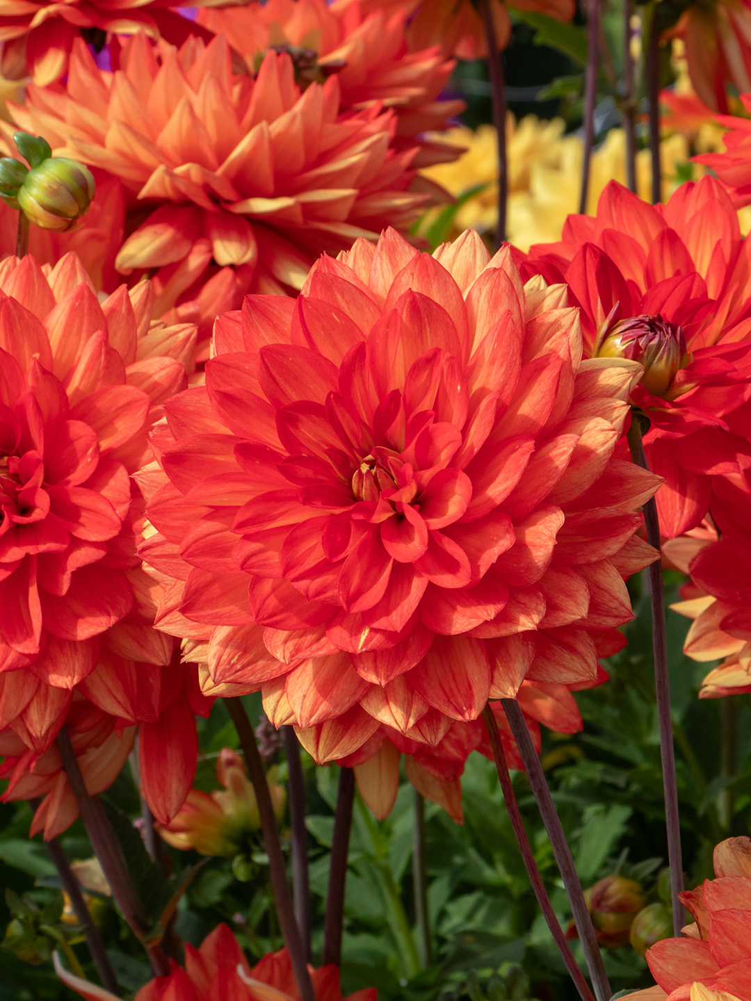 Dahlia Karma Fiesta