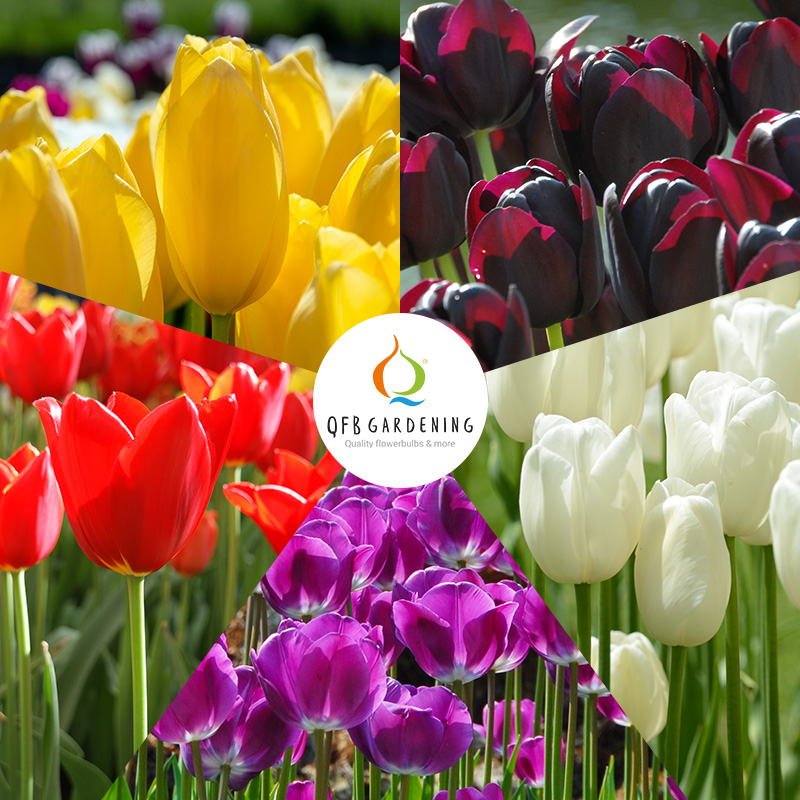 Tulip Bulb Collection MONDRIAAN