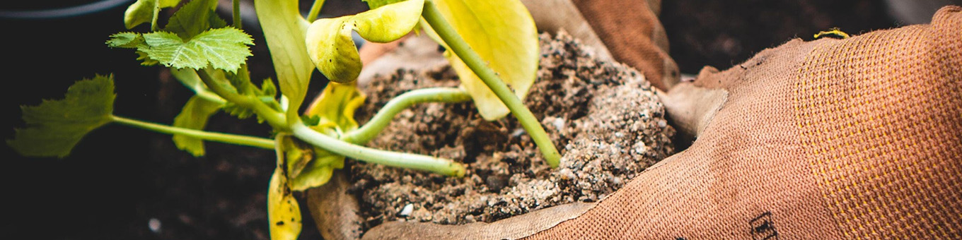 3 reasons why you should plant perennials in autumn