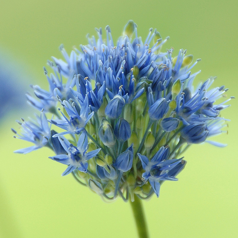 5057-allium-caeruleum01