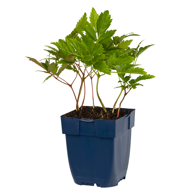 Astilbe-Arendsii-Fanal