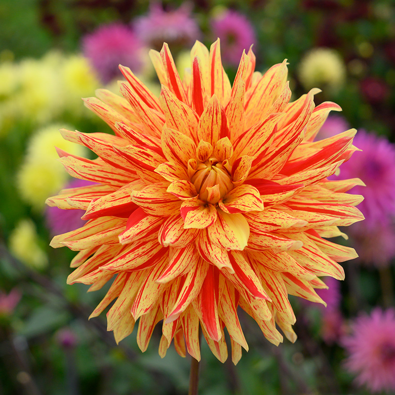 10674-Dahlia-Striped-Vulcan Dahlia Striped Vulcan