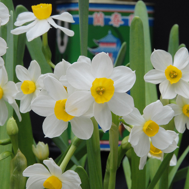 Daffodil Chinese Sacred Lily