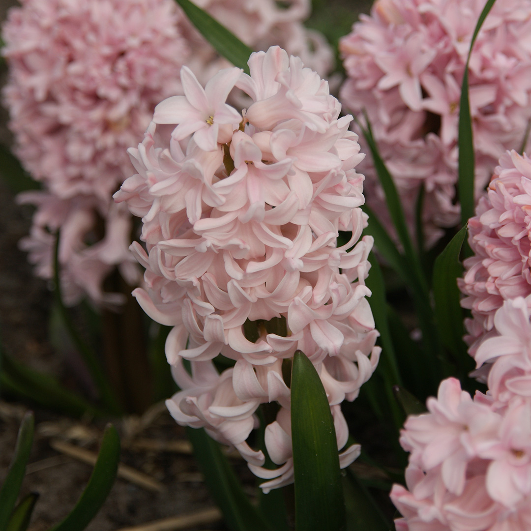 Hyacinth Apricot Passion Hyacinth Apricot Passion