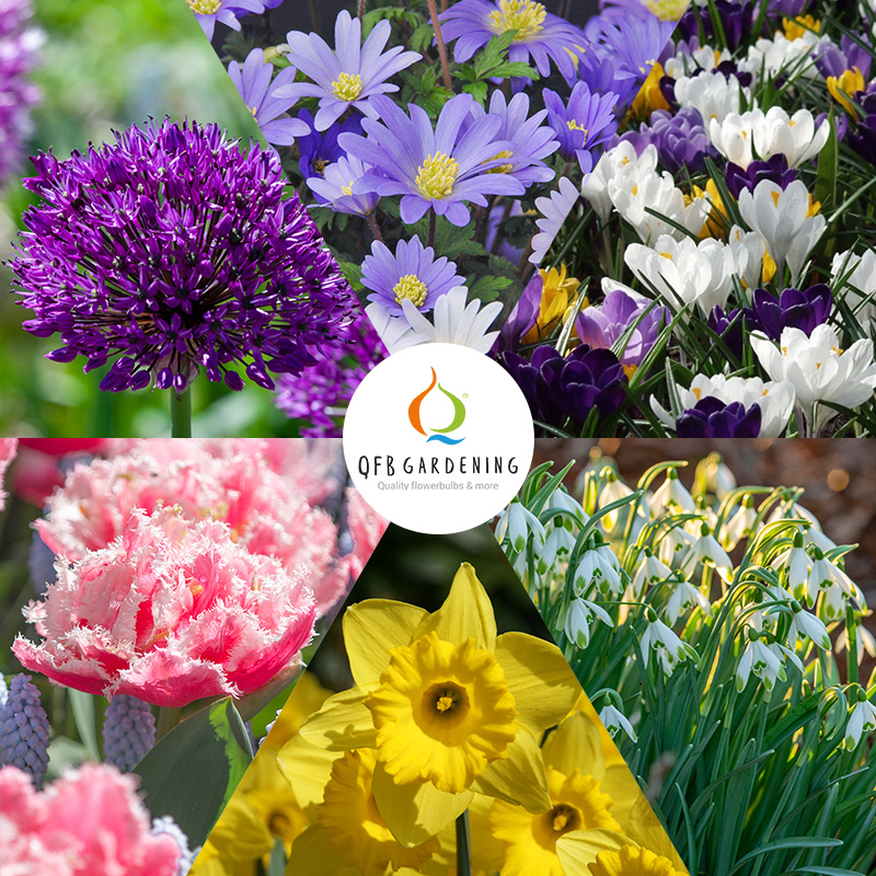 1260-Bloembollenpakket-Hollandse-Favorieten-logo