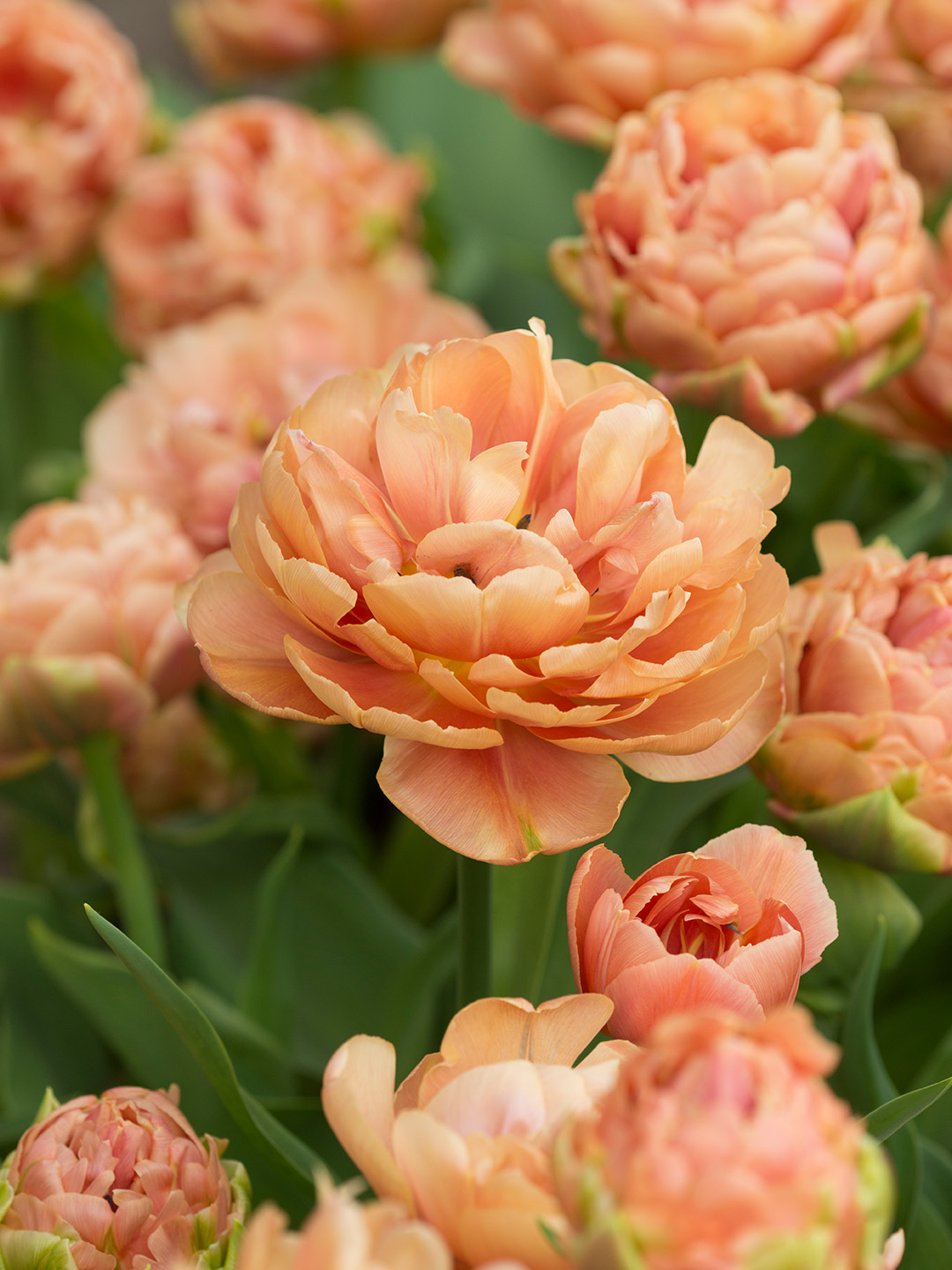 Tulip Copper Image®