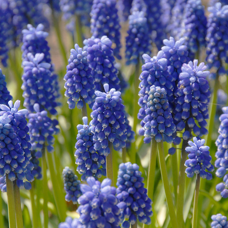 6270-Muscari-aucheri-Dark-Eyes