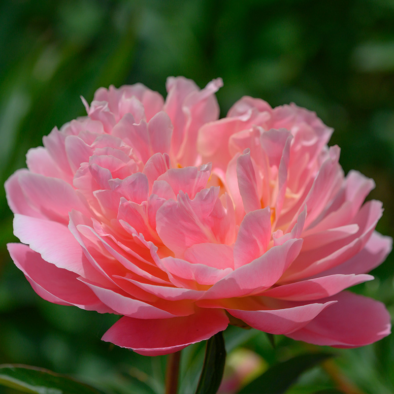 Peony 'Pink Hawaiian Coral'