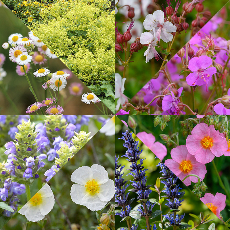 Border Collection Ground Covers