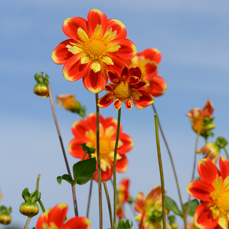 10288-Dahlia-Pooh-Swan-Island-03