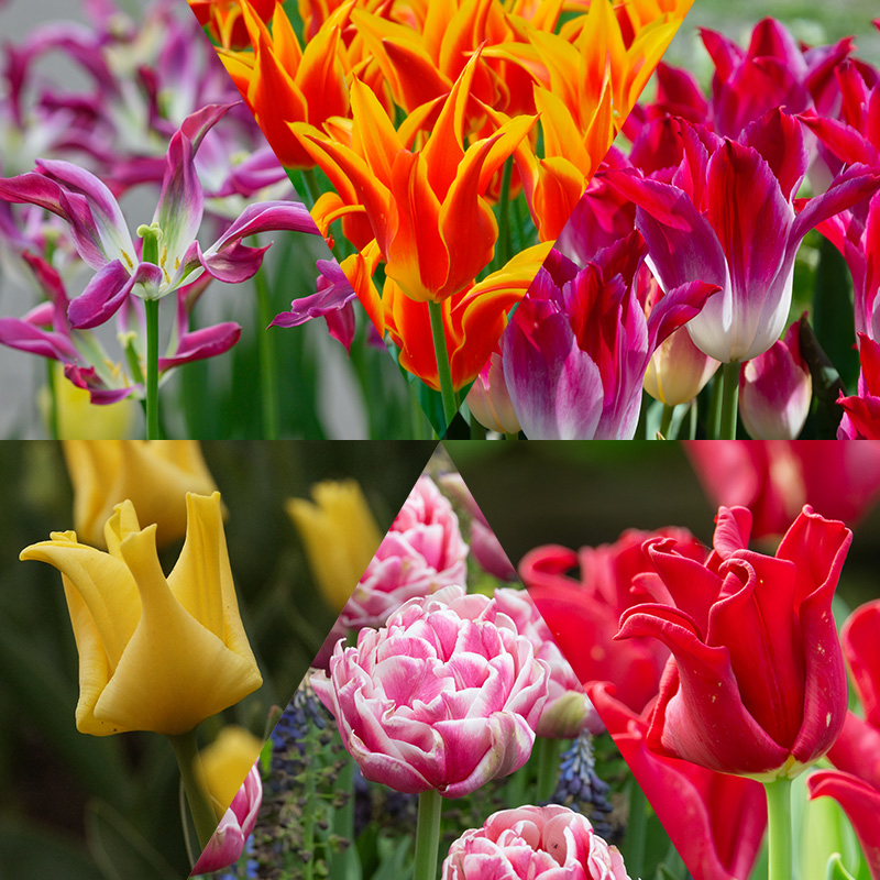 Tony's Tulip Bulb Collection "Let's Dance"
