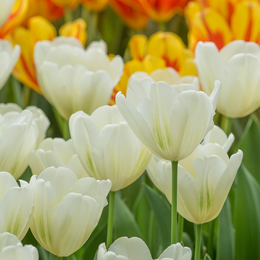 Tulip Green Spirit