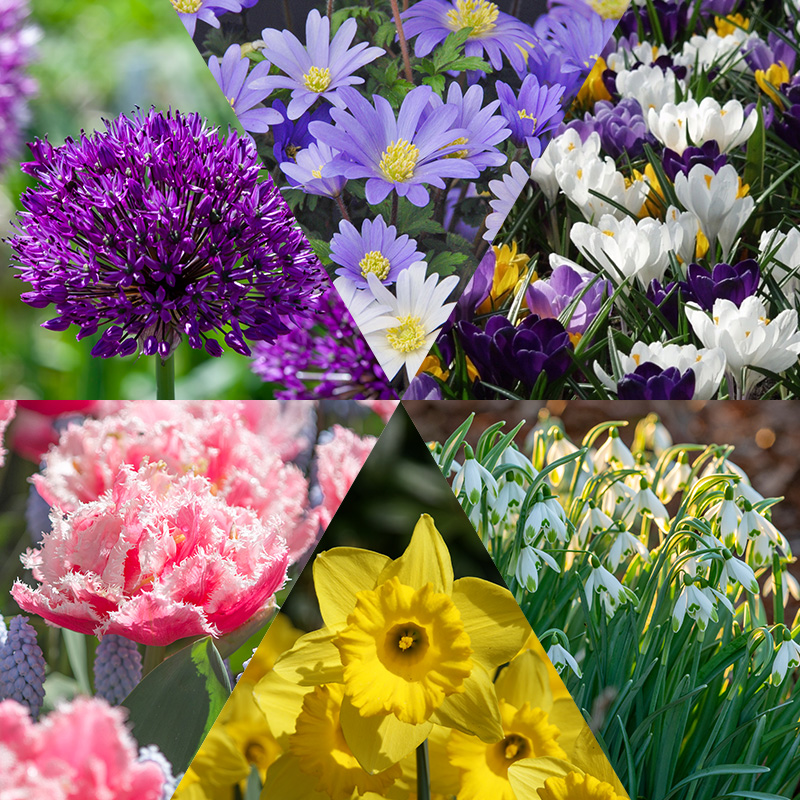 1260-Bloembollenpakket-Hollandse-Favorieten Spring Bulb Collection "Dutch Favourites"
