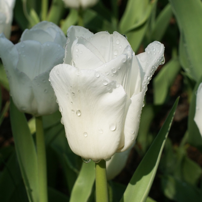 Tulip Calgary