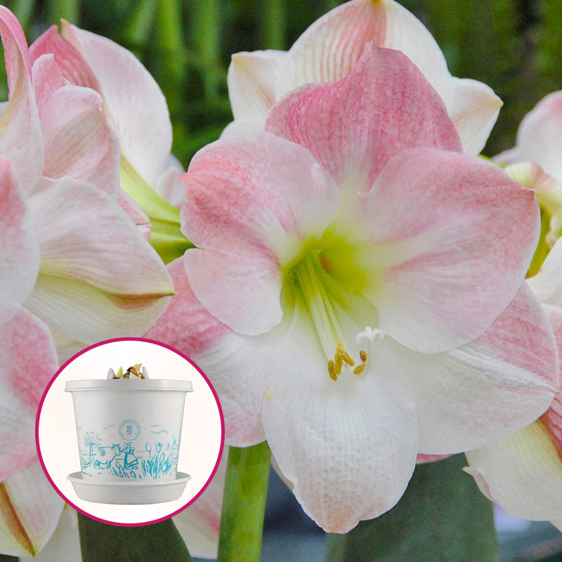 Amaryllis Apple Blossom in pot and in gift box