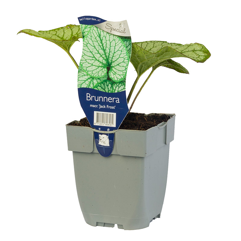 61001550-Brunnera-Jack-Frost-pot