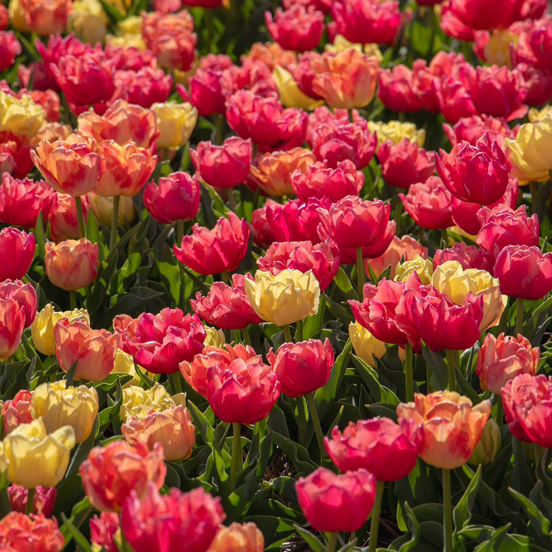 Tulip Mix Symbiose