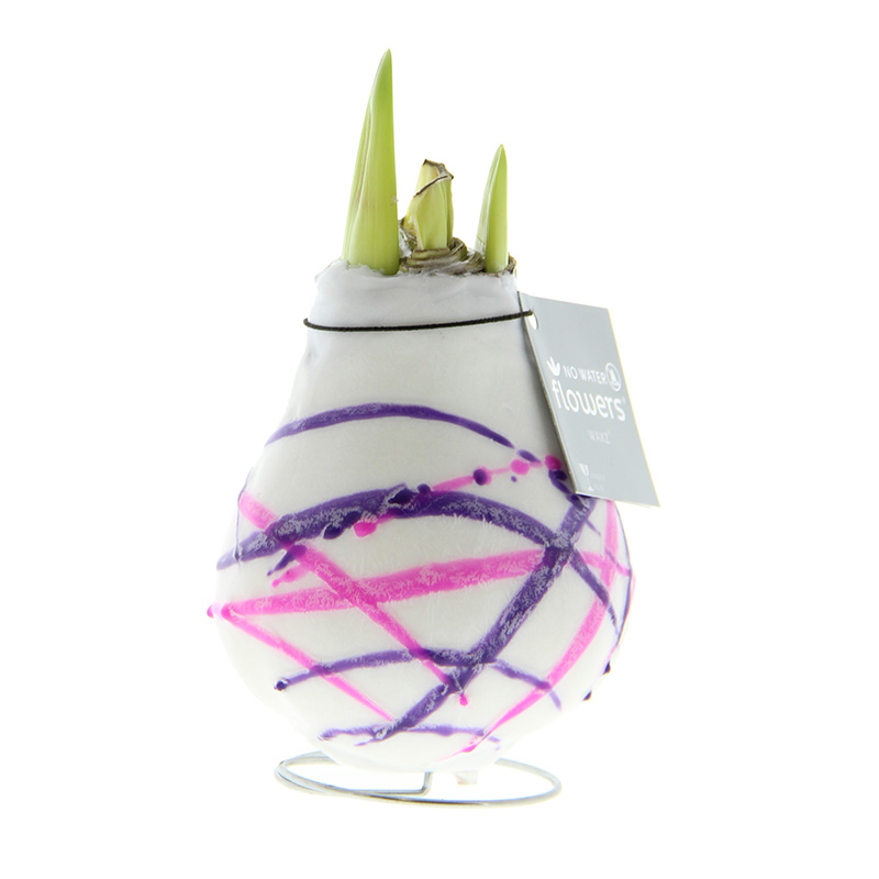 Wax Amaryllis Karel Appel Purple