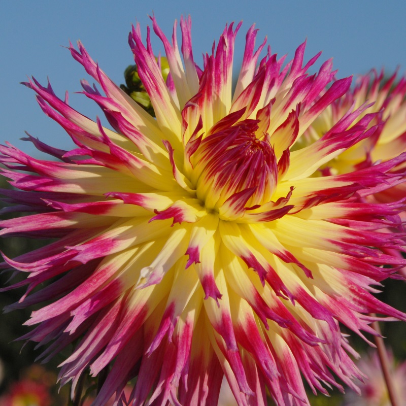 Dahlia-Lindsay-Michelle Dahlia Lindsay Michelle