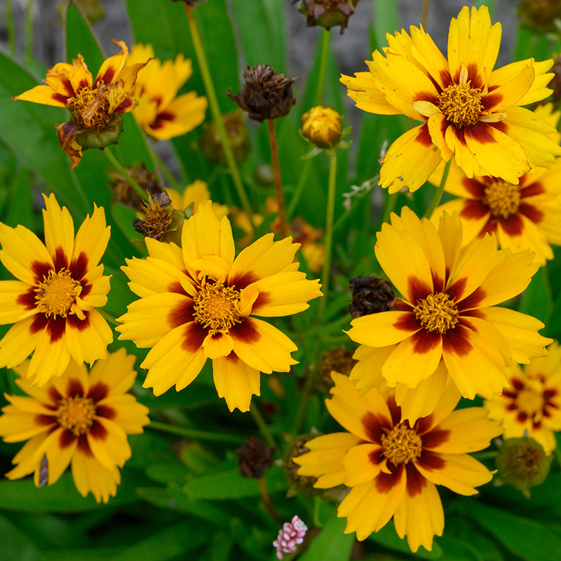6101245-Coreopsis-grandiflora-Sonnenkind