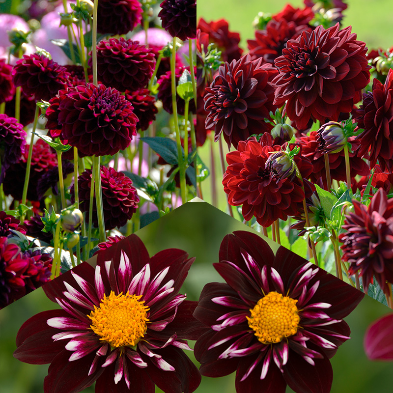 Dahlia Collection “Summer Nights“
