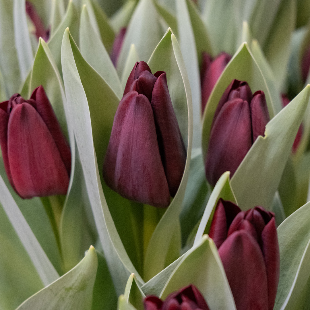 Tulip Toendra