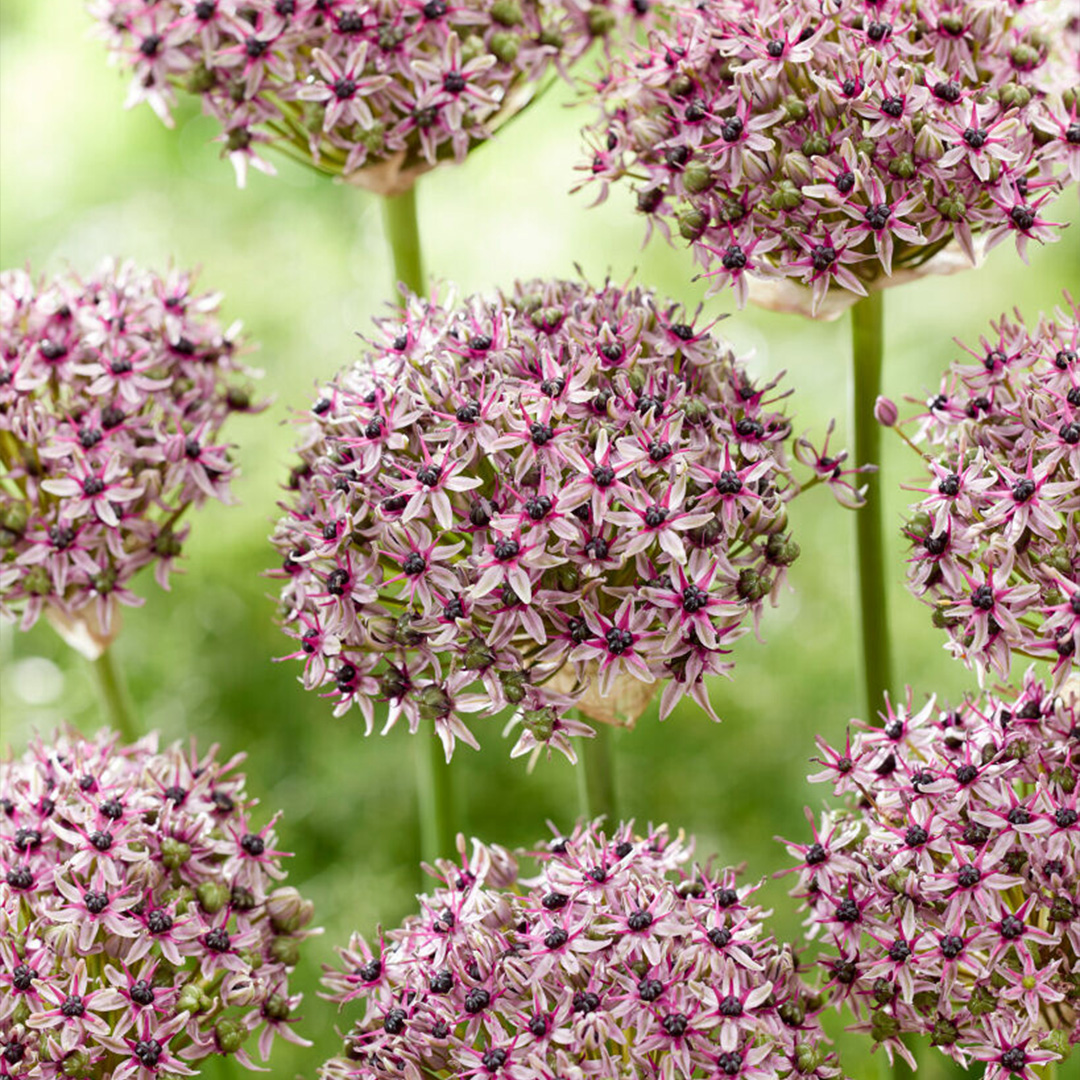 Allium Starlicht