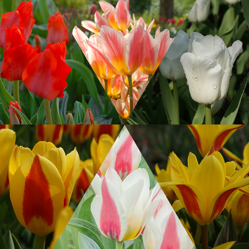 Early Blooming Tulip Collection Early Blooming Tulip Collection